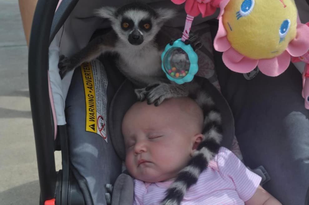 Lemur Baby